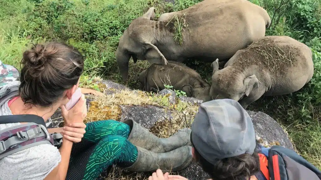 Elephant