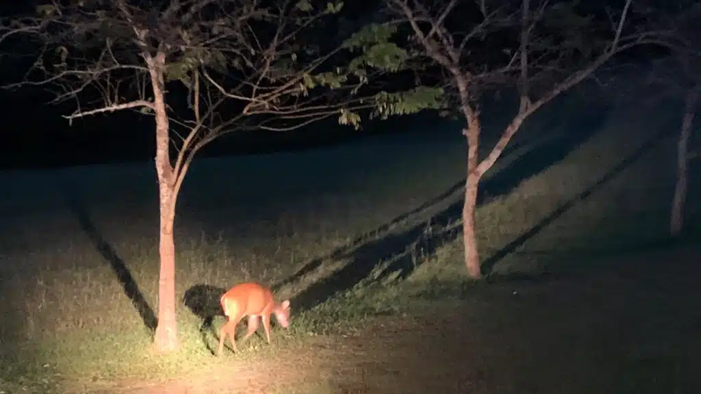 Khao Yai NIght Safari