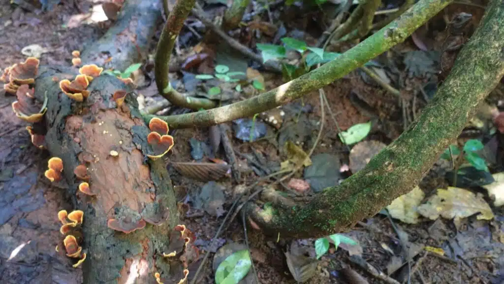 Khao Yai National Park Trek